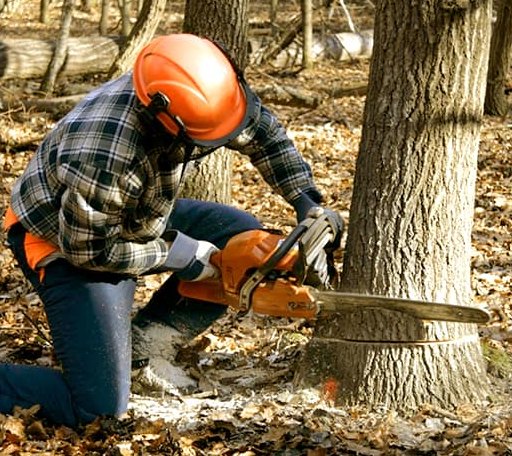 Tree Removal in Cooks, MI